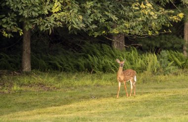 ak kuyruklu geyik, Odocoileus virginianus 
