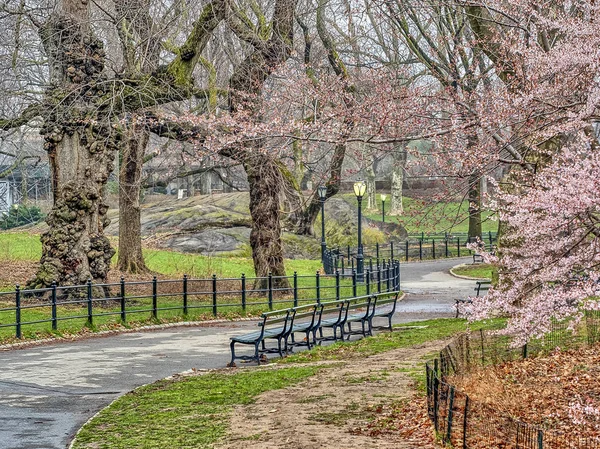 Central park, new york city våren — Stockfoto