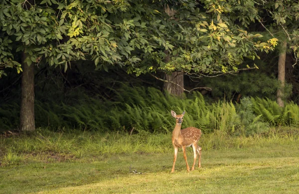 ak kuyruklu geyik, Odocoileus virginianus 