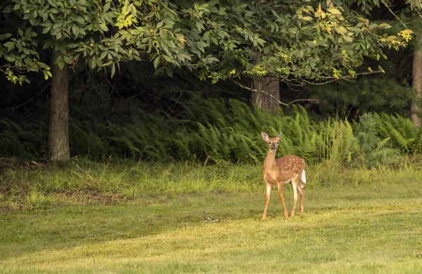 ak kuyruklu geyik, Odocoileus virginianus 