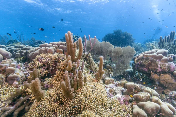 カリブ海サンゴ礁Καραϊβική ακτή στον Παναμά — ストック写真