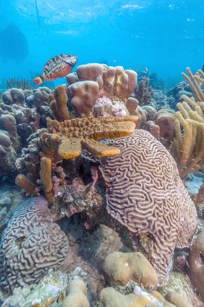 Karibiska korallrev — Stockfoto