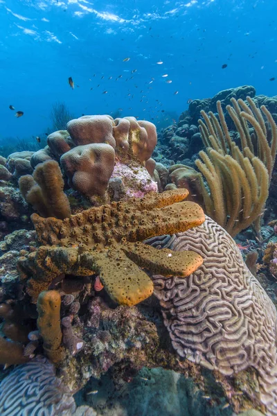 Caribische koraalrif — Stockfoto