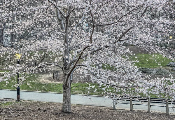 Central park, Nowy Jork wiosna — Zdjęcie stockowe