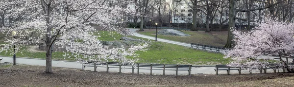 Central park, Nowy Jork wiosna — Zdjęcie stockowe