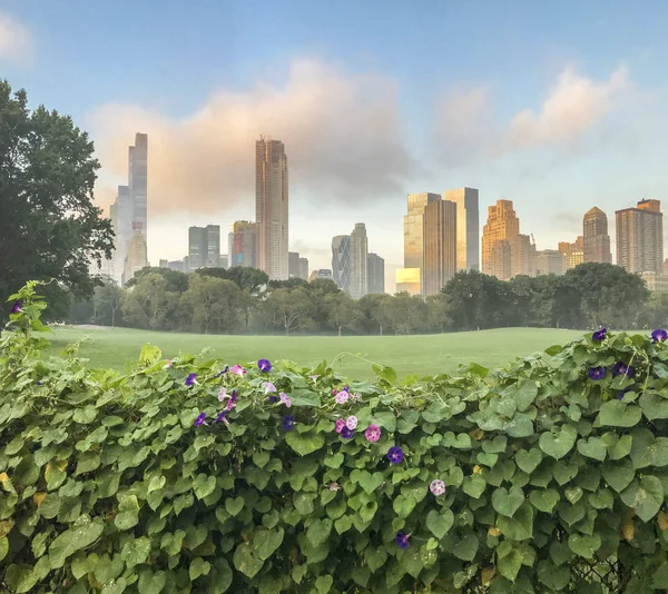 Central Park, New York City,sheep meadow — Stock Photo, Image