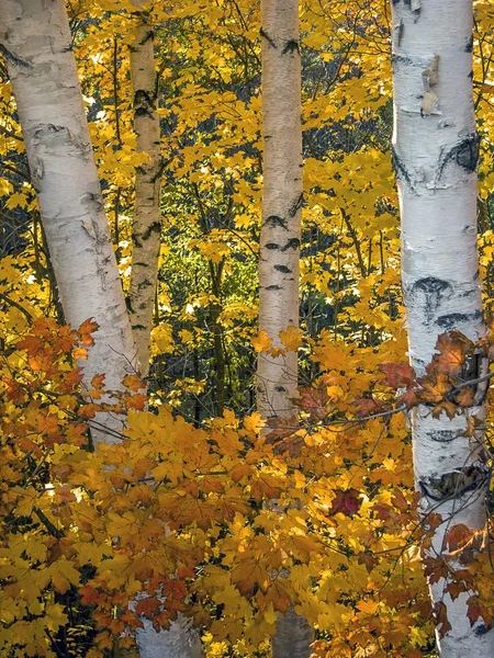 Autunno nella foresta — Foto Stock