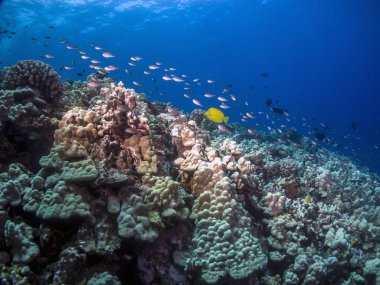 Kaldırım sonbahar yaprakları meşe