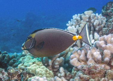 mercan unicornfish