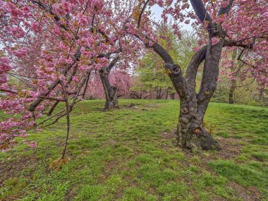 Bahar central park, new york city 