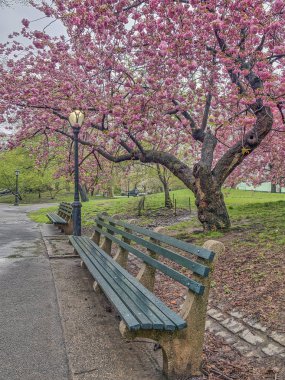 Bahar central park, new york city 