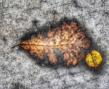 Kaldırım sonbahar yaprakları meşe