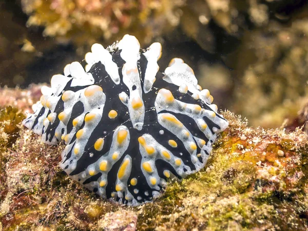 Coral reef Phyllidia varicosa — Stock Photo, Image