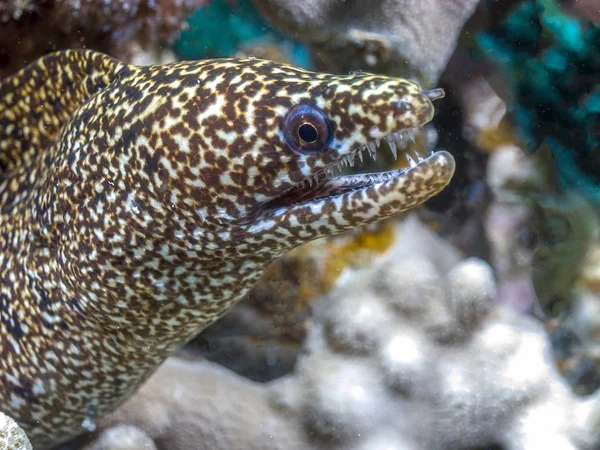 Mercan kayalığı morey yılan balığı — Stok fotoğraf