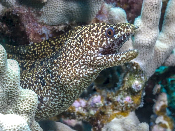 Coral reef morey ål — Stockfoto