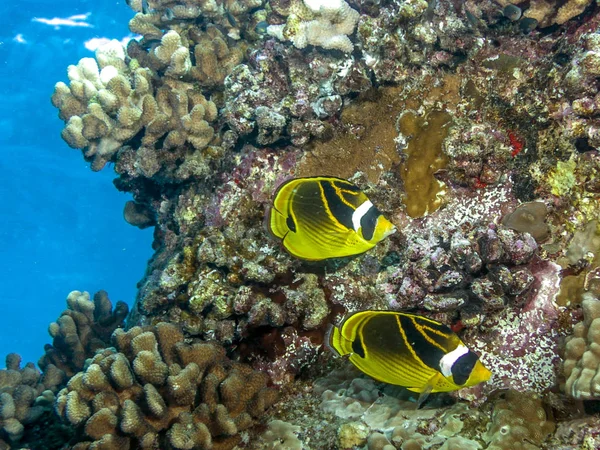 Raccoon butterflyfish ,Chaetodon lunula — Stock Photo, Image