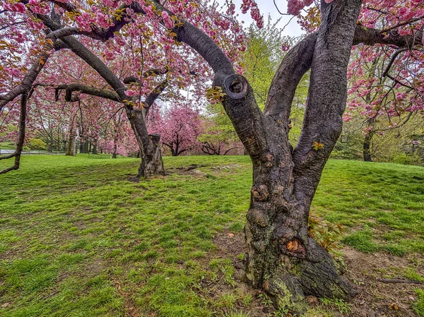 Central park, Nova Iorque Primavera — Fotografia de Stock