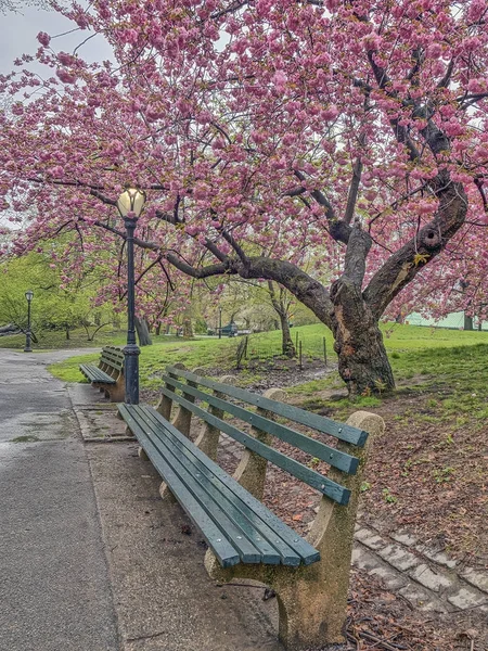 セントラル ・ パーク、ニューヨーク市を春します。 — ストック写真