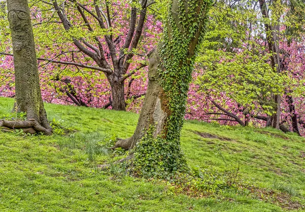 Central Park, New York City spring — Stock Photo, Image