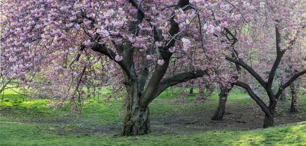 Central park, new york city våren — Stockfoto