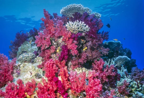 Dendronephthya yumuşak mercanlar — Stok fotoğraf