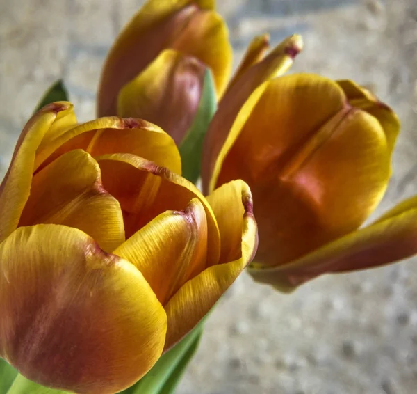 Tulipán je květiny v rodu tulipa, — Stock fotografie