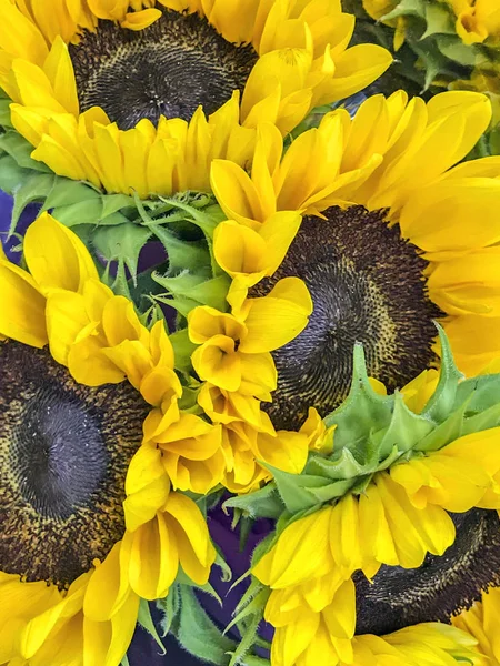 Helianthus oder Sonnenblumen — Stockfoto