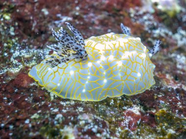Goldface Nudibranch mercan resif üzerinde