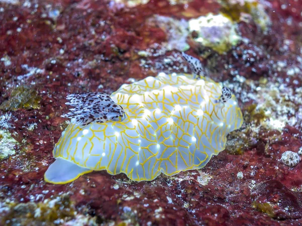 Goldgesicht-Nacktschnecke am Korallenriff — Stockfoto