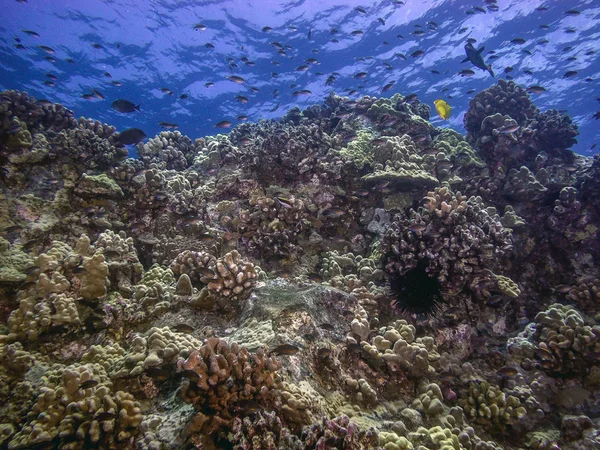 Κοραλλιογενής ύφαλος μεγάλο νησί Χαβάη — Φωτογραφία Αρχείου