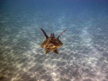Yeşil deniz kaplumbağası, Chelonia mydas
