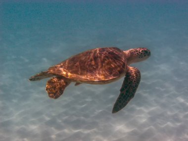 Yeşil deniz kaplumbağası, Chelonia mydas