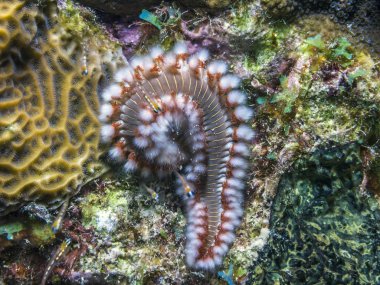 Sakallı fireworm, hermodice carunculata