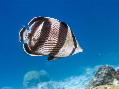  şeritli butterflyfish, Chaetodon striatus