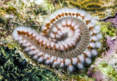 Sakallı fireworm, hermodice carunculata