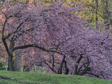 Prunus serrulata veya Japon kiraz