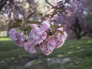 Prunus serrulata veya Japon kiraz