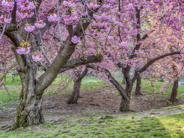 Prunus serrulata veya Japon kiraz