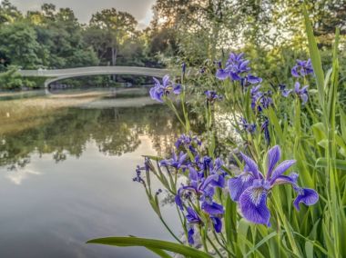 yay köprü Merkez Parkı
