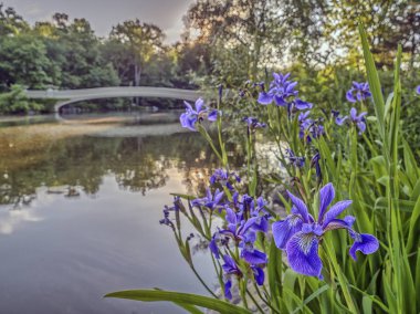 yay köprü Merkez Parkı