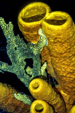 Aplysina archeri, soba borusu sünger 