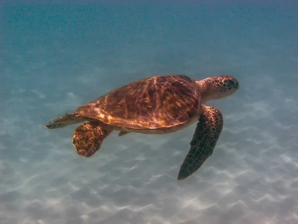 green sea turtle,Chelonia mydas