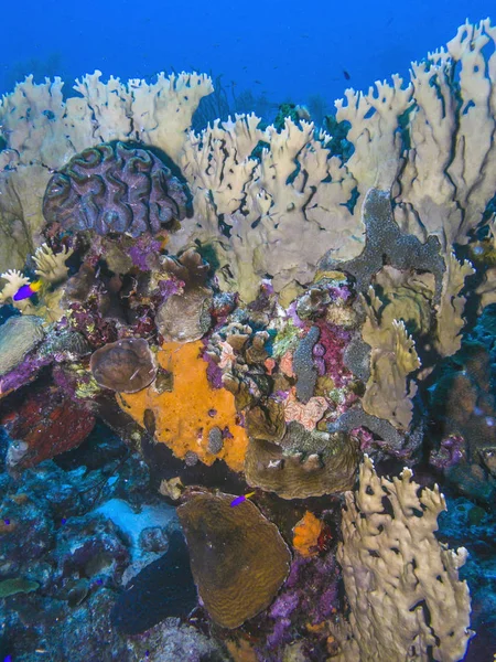 Coral reef Bonaire — Stock Photo, Image