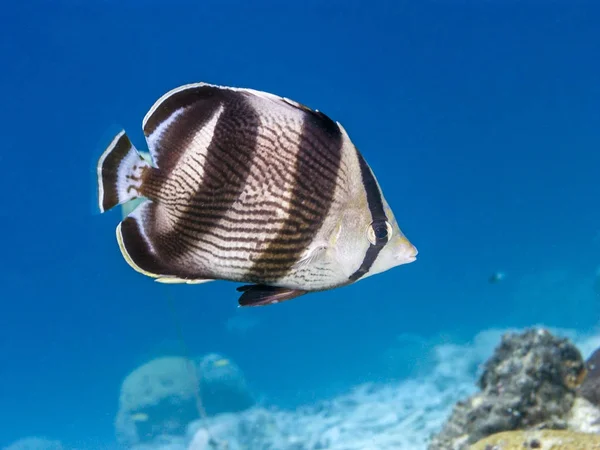 Banded butterflyfish, Chaetodon striatus — Stockfoto