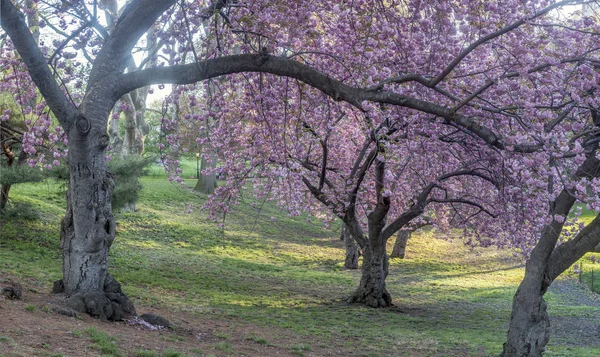 Prunus serrulata lub japońskiej wiśni — Zdjęcie stockowe