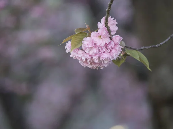 Prunus serrulata or Japanese Cherry — Stock Photo, Image