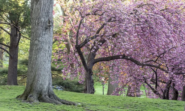 プルナスの serrulata または日本の桜 — ストック写真