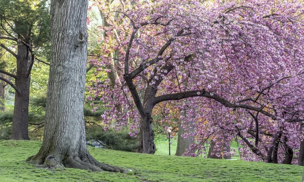 Prunus serrulata o ciliegia giapponese — Foto Stock