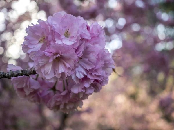 Prunus serrulata or Japanese Cherry — Stock Photo, Image