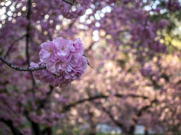 Prunus serrulata o cereza japonesa — Foto de Stock